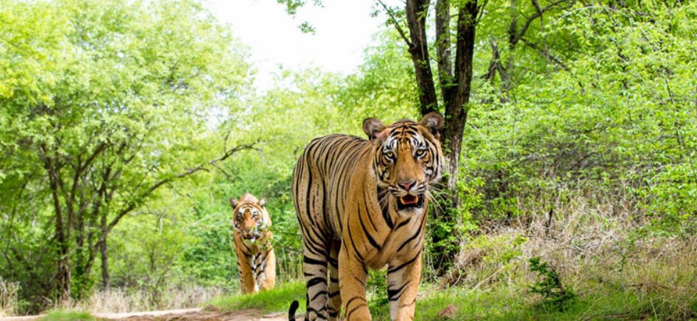 Nagzira Wildlife Sanctuary, Bhandara, Maharashtra - Vushii.com Nagzira Wildlife Sanctuary, Bhandara, Maharashtra - Vushii.com